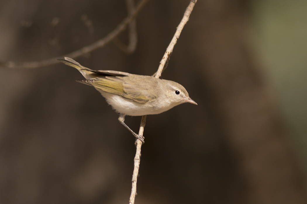 Eastern Bonelli's Warbler